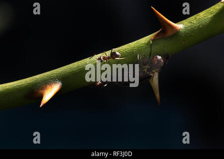 Ameisen füttern on​ den Mägen der Blattläuse, die blattläuse ernähren sich von den Stiel der Rose Stockfoto