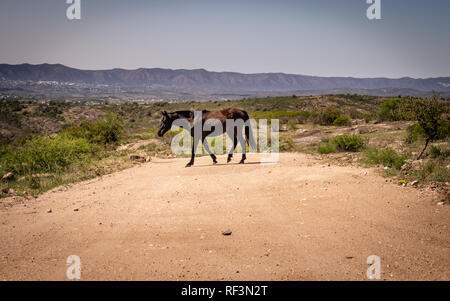 Schwarzes Pferd Überqueren der Straße. Berglandschaft. Haustier. Stockfoto