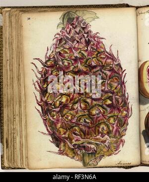 Ananas. Verfasser der Stellungnahme: Jan Brandes. Dating: Jan-1785. Ort: Jakarta. Maße: H 195 mm x B 155 mm. Museum: Rijksmuseum, Amsterdam. Stockfoto