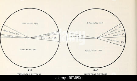 . Die Verschlechterung der Käfer getötet Douglas-fir In westlichen Oregon und Washington. . Bitte beachten Sie, dass diese Bilder sind von der gescannten Seite Bilder, die digital für die Lesbarkeit verbessert haben mögen - Färbung und Aussehen dieser Abbildungen können nicht perfekt dem Original ähneln. extrahiert. Wright, Kenneth H; Harvey, G. M. (George Mather), 1922. Portland, OR. : Pacific Northwest Wald und Experiment Station, Forest Service, US, Abt. Landwirtschaft Stockfoto