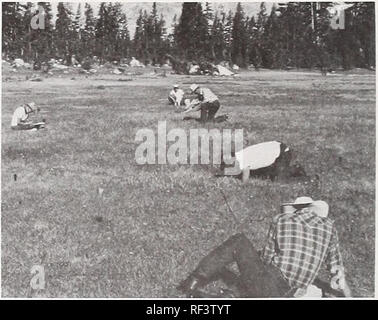 . Forschung für die morgige Wälder: 1983 Forschung Leistungen. --. Die Wälder und die Forstwirtschaft Forschung in den Vereinigten Staaten. Bergwiesen in der Sierra Nevada in Kalifornien die Vegetation und vielfältige Lebensräume von Bergwiesen in der Sierra Nevada machen diese Konzentration Punkte für Menschen und Tiere. Reichlich Futter zieht Vieh und Wild, während die Landschaft zieht Wanderer und Camper. Pack Ausflügler und ihre Tiere sind auch zu ihnen gezogen. Die Folge ist, dass viele Mead-ows haben sich verschlechtert und einige leiden von Überbeanspruchung. Seit den frühen 1960er Jahren, Pacific south-west Station Wissenschaftler wurden Stockfoto