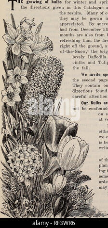 . Lampen für den Herbst einpflanzen. Baumschulen, New York (State), New York, Kataloge, Leuchtmittel (Pflanzen), Kataloge, Blumen, Kataloge. Gegründet 1802 Gegründet 1894 ein utumn, 1902 J. M. Thorburn &Amp; Co. Katalog, von "Glühbirnen und Tlolvering Wurzeln für große Pflanzen August 13, 1902. * Er Anbau von Glühlampen für Winter und Frühjahr Blüte ist sehr interessant und sehr einfach. Wenn Sie die Anweisungen in diesem Katalog angegebenen beobachtet werden, es müssen keine Enttäuschung mit den Ergebnissen. Viele unserer schönsten Blumen aus Zwiebeln produziert, und sie darf in Innenräumen im Winter angebaut werden, wenn Blumen Stockfoto