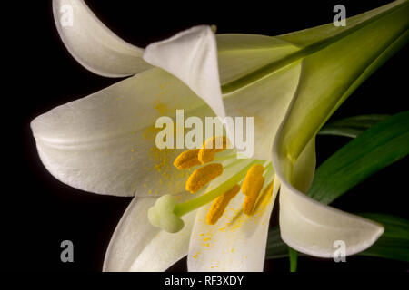 Eine schöne, weiße Ostern Lilie mit weißen Blütenblättern und grünen Blättern. Stockfoto