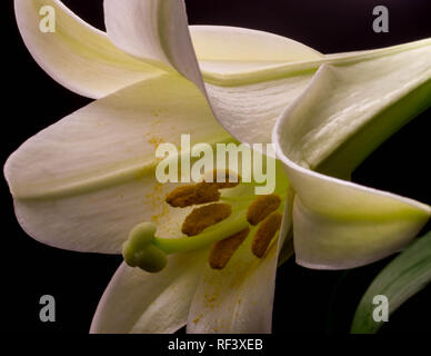 Eine schöne, weiße Ostern Lilie mit weißen Blütenblättern und grünen Blättern. Stockfoto