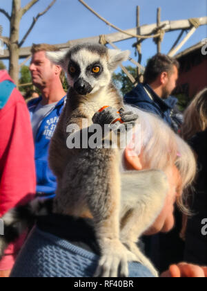 September 2018 - Brugelette, Belgien: Lemur sitzen auf der Schulter von einer älteren Frau beim Essen ein Stück Karotte am Belgischen Zoo Pairi Daiza Stockfoto