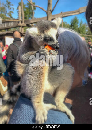 Ring-tailed Lemur sitzen auf der Schulter von einer älteren Frau beim Essen ein Stück Karotte, an der Wildlife Park Pairi Daiza in Belgien Stockfoto