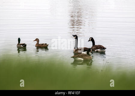 Erpel und Gänse auf einem Teich Stockfoto