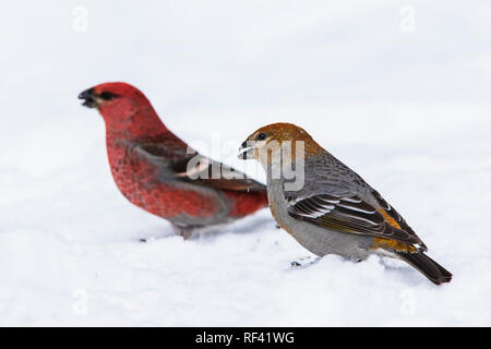 Männliche und weibliche Pine grosbeak im Winter Stockfoto