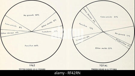 . Die Verschlechterung der Käfer getötet Douglas-fir In westlichen Oregon und Washington. . Abbildung 11. Pilzbefall und Holz - bewohnen, Schimmel und Flecken von Käfer isoliert - getötet Douglas-fir. 16. Bitte beachten Sie, dass diese Bilder sind von der gescannten Seite Bilder, die digital für die Lesbarkeit verbessert haben mögen - Färbung und Aussehen dieser Abbildungen können nicht perfekt dem Original ähneln. extrahiert. Wright, Kenneth H; Harvey, G. M. (George Mather), 1922. Portland, OR. : Pacific Northwest Wald und Experiment Station, Forest Service, US, Abt. Landwirtschaft Stockfoto
