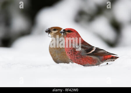 Männliche und weibliche Pine grosbeak im Winter Stockfoto