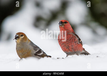 Männliche und weibliche Pine grosbeak im Winter Stockfoto