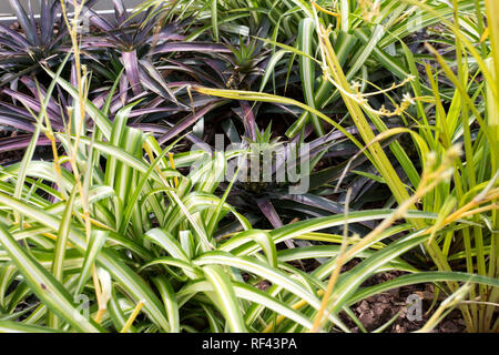 Ananas Pflanze wächst Stockfoto