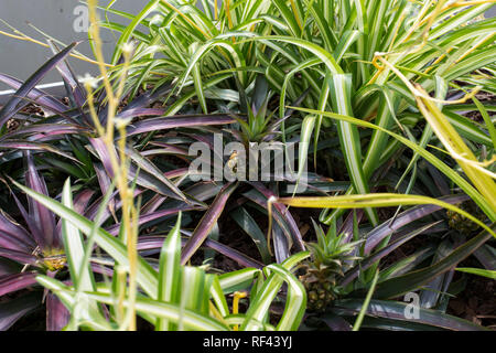 Ananas Pflanze wächst Stockfoto