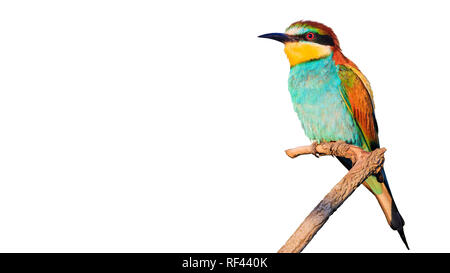 Schöner Vogel auf weißem Hintergrund Stockfoto