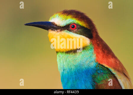 Porträt einer wunderschönen bunten Vogel Stockfoto