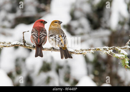 Männliche und weibliche Pine grosbeak im Winter Stockfoto