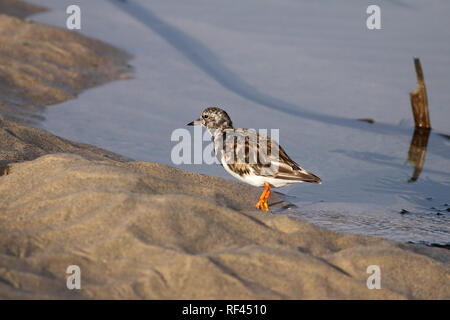 Turnstone auf der Suche nach Nahrung in einem Strand aus dem Norden von Portugal Stockfoto