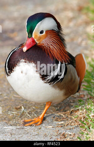 Detaillierte Foto eines Mandarin Duck auf ein Bein Stockfoto