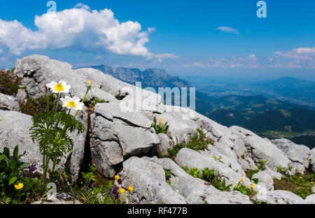 Blumen auf den Kehlstein, Berchtesgaden, Bayern, Deutschland, Europa Stockfoto