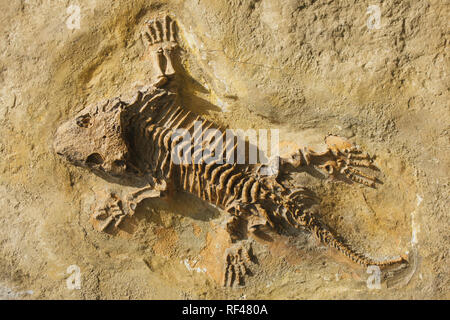 Seymouria (Seymouria Baylorensis) aus der frühen Permian Periode als Fossil in Nordamerika gefunden. Ausgestorbener prähistorischer Tiere. Stockfoto