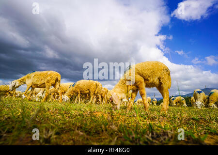 Schafe auf einer schönen Ebene Wiese Stockfoto