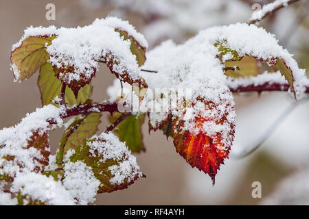 Heckenrose (Rosa Canina), bunte Blätter im Winter mit Schnee bedeckt, Baden-Wuerttemberg, Deutschland Stockfoto