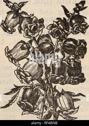 . Pacific Seed Company 1902. Baumschulen Kalifornien Sacramento Kataloge; Gemüse Samen Samen Kataloge Kataloge; Blumen; Pflanzen, Zierpflanzen Kataloge. BRACHYCOME. (Swan River Daisy.) Eine schöne, reichblühend, Zwerg - wächst jährlich, während der größere Teil der Sommer mit einer Fülle von ziemlich bedeckt, zinerarie - wie Blumen, Brachycome - Gemischt Blau und Weiß. Pkt., 10c. CAMPANULA. (Centerbury Glocke.) Die glockenblumen sind, ohne Ausnahme, einige der feinsten aller Garten Pflanzen für die Dekoration im Wintergarten, grün-Haus und Blumengarten. Campanula - Einzel-, gemischt. Pkt., 5c. C Stockfoto