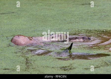 Der Eurasische Fischotter, oder britischen Fischotter (Lutra lutra) lebt in Flüssen und Seen. In Großbritannien ist es üblich, in den Südwesten, Norden, Wales und Schottland. Stockfoto