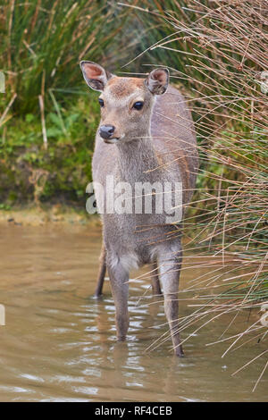 Sika Hirsch (Cervus Nippon) in der Landschaft von Devon, im Südwesten von England. Der Sika ist in Japan, sondern können jetzt in Großbritannien gefunden werden. Stockfoto