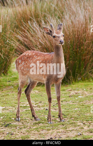 Sika Hirsch (Cervus Nippon) in der Landschaft von Devon, im Südwesten von England. Der Sika ist in Japan, sondern können jetzt in Großbritannien gefunden werden. Stockfoto