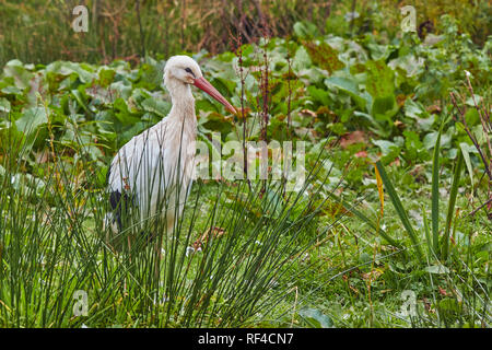 Ein Weißstorch, oder Europäischen Weißstorch, Ciconia ciconia, bei einer Zucht in Gefangenschaft Center in Großbritannien. Stockfoto