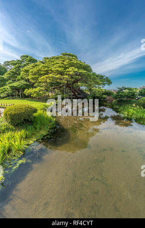 Kanazawa, Ishikawa, Japan - 22. August 2018: Karasaki Pine Tree (Karasakinomatsu) Kiefer im Garten Kenrokuen Stockfoto