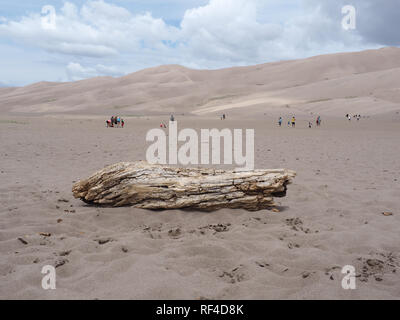 Großes Holz in der Mitte der Wüste am Großen San-Dunes National Park, CO, USA anmelden Stockfoto