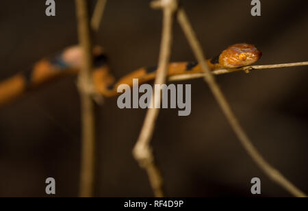 Der Tiger snake, Telescopus semiannulatus, ist eine schöne, bunte Schlange für seine schwarzen Streifen auf dem orangen Hintergrund benannt, Majete Wildlife Reserve Stockfoto