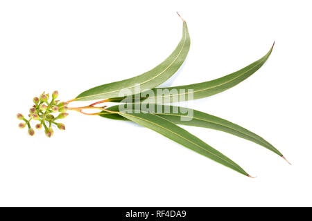Eukalyptus Blätter auf weißem Hintergrund. Myrtaceae Stockfoto