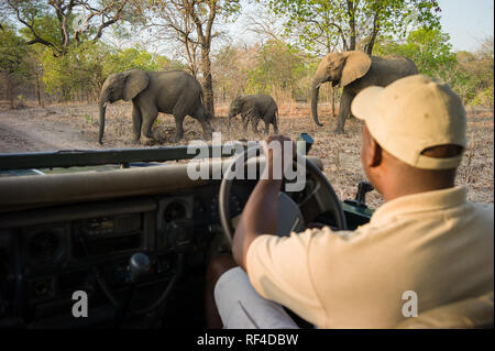 Eine Safari Guide hält an seinem Fahrzeug ein Elefant Familie zu lassen, Loxodonta africana, mit einem jungen Kalb, überqueren Sie die Straße in Majete Wildlife Reserve Stockfoto