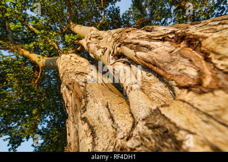 Wildnis kann Schäden an Bäumen verursacht durch Scheuern oder Schälen der Rinde, wie durch die Narben auf dem riesigen Feigenbaum, Ficus, Malawi belegt. Stockfoto