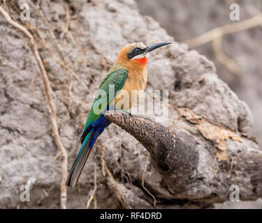 Ein mit weißer Fassade, Bienenfresser am Flussufer in Namibia Stockfoto