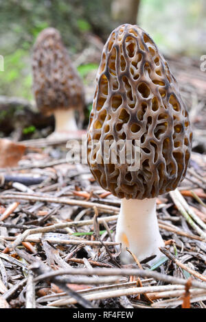 Zwei schöne Muster Morchella conica oder Schwarze Morcheln im natürlichen Lebensraum, Nadelwald, Nahaufnahme, Ansicht, vertikale Ausrichtung Stockfoto