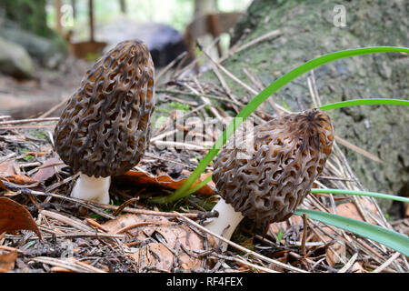 Zwei Morchella conica oder Schwarze Morcheln, Seite an Seite im Frühjahr Vegetation im Bergwald, Nahaufnahme, horizontale Ausrichtung Stockfoto