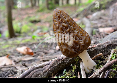 Schönes Muster Morchella conica oder Schwarz Morel Pilz unter der Oberfläche Wurzeln der großen Baum im Bergwald, Makroaufnahme, horizontale orientatio Stockfoto