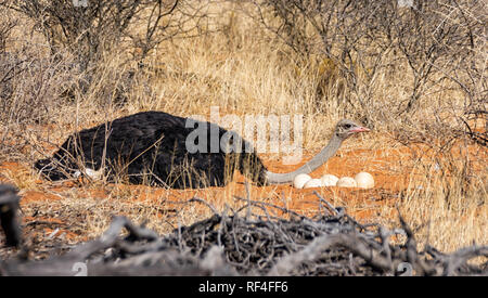 Ein männlicher Strauß, die an einem Nest von Eiern in der südlichen afrikanischen Savanne Stockfoto