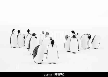 Schwarz-weiß Foto von einer Gruppe von kaiserpinguine pflegen ihre Federn Stockfoto