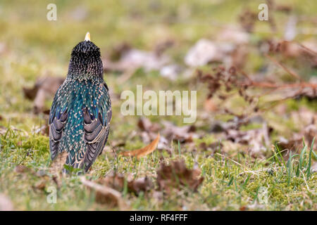 Common starling im Feld im Frühjahr in Stockholm. Stockfoto