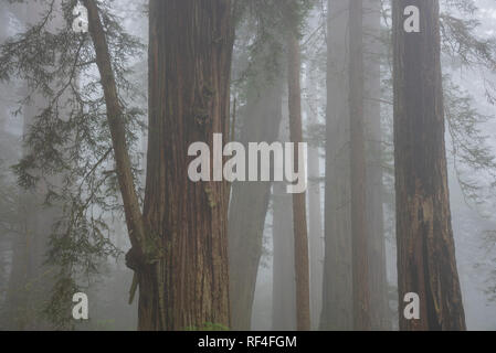 Redwood Bäume und Nebel in Lady Bird Johnson Grove, Redwoods National- und Staatsparks, Kalifornien. Stockfoto