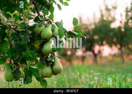 Grüne Birne Obst Garten mit gewachsenen Süße grüne Birnen Stockfoto