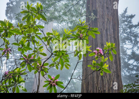 Rhododendren, Mammutbäume und Nebel; Lady Bird Johnson Grove, Redwoods National und State Parks, Kalifornien. Stockfoto