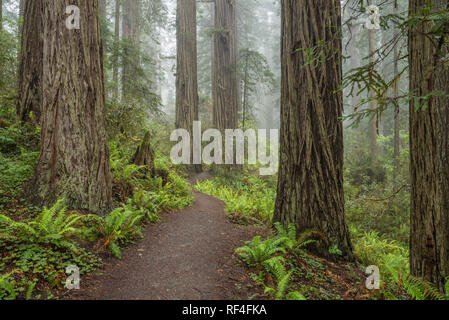 Wanderweg durch Lady Bird Johnson Grove, Redwoods State und National Parks, Calfornia. Stockfoto