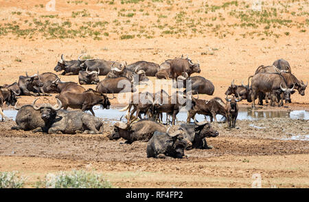 Herden von Gnus und Büffel versammeln sich an einem Wasserloch in der südlichen afrikanischen Savanne Stockfoto