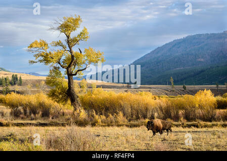 Bison und pappel Baum im Lamar Valley, Yellowstone National Park. Stockfoto